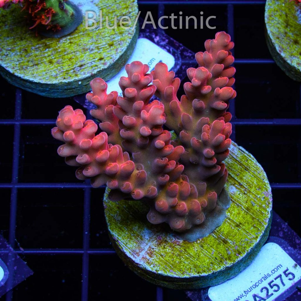 EC Akil’s Gilligan Acro - Image 2