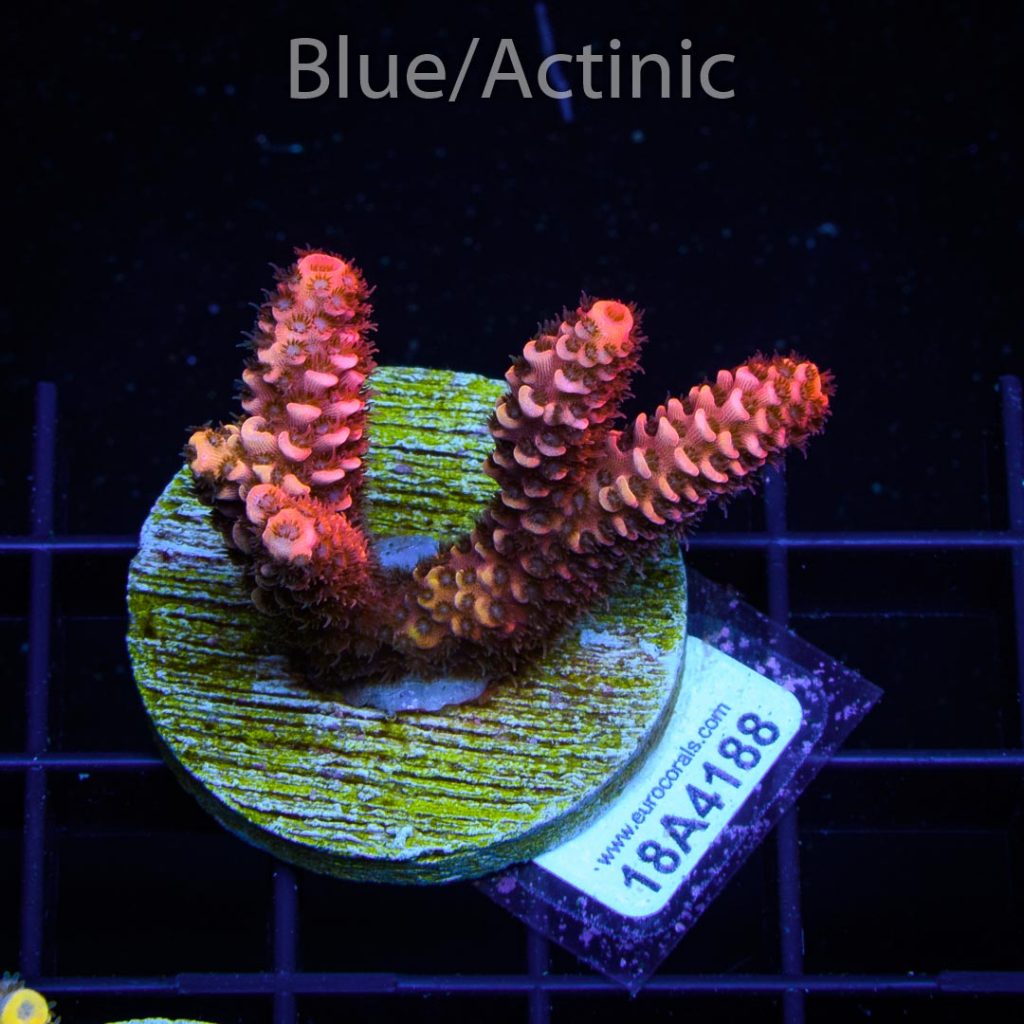 EC Pink Hypercane Mille - Image 2
