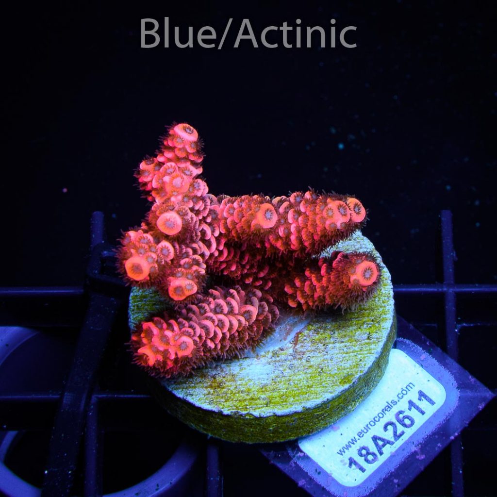 EC Pink Hypercane Mille - Image 2