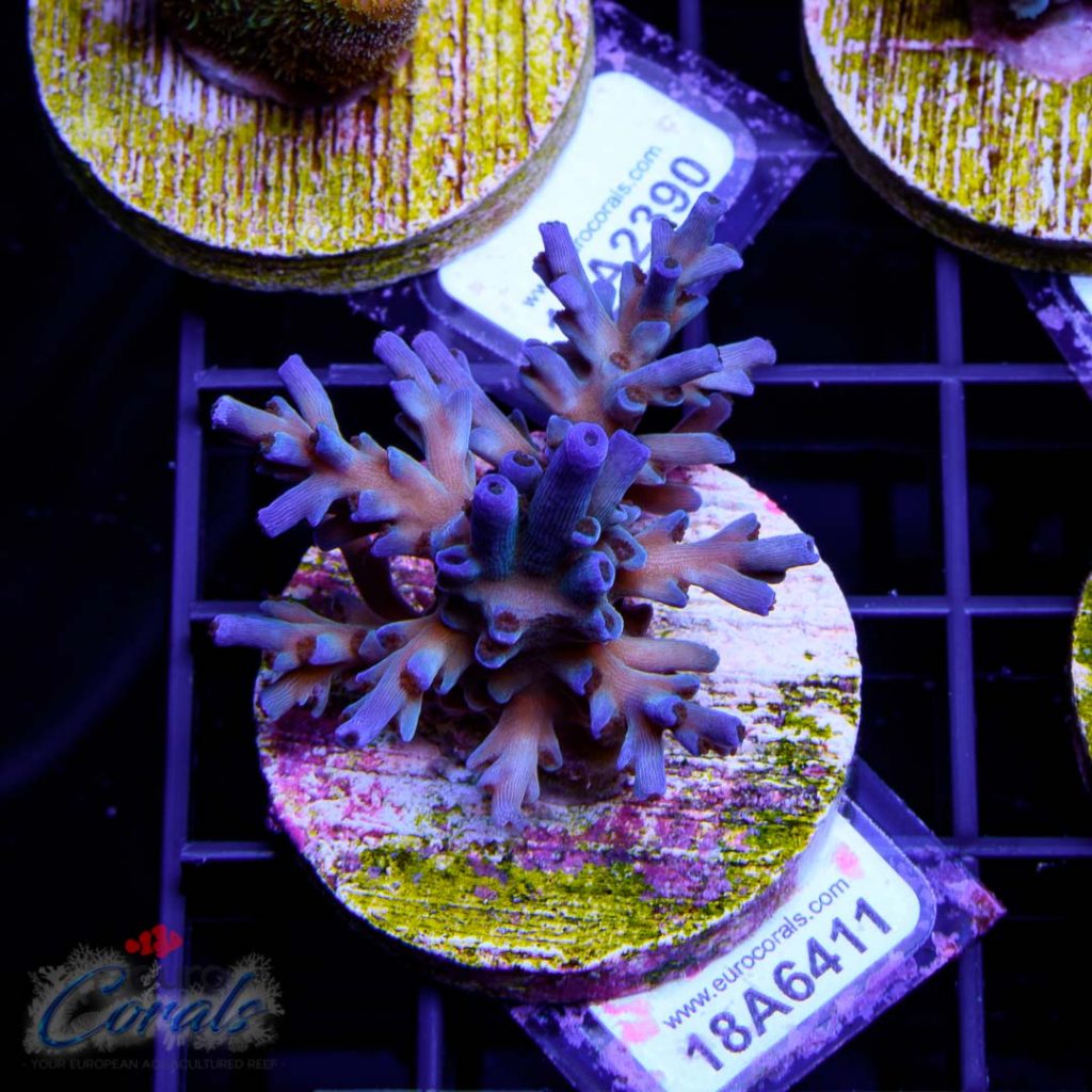 EC Ice Fire Echinata