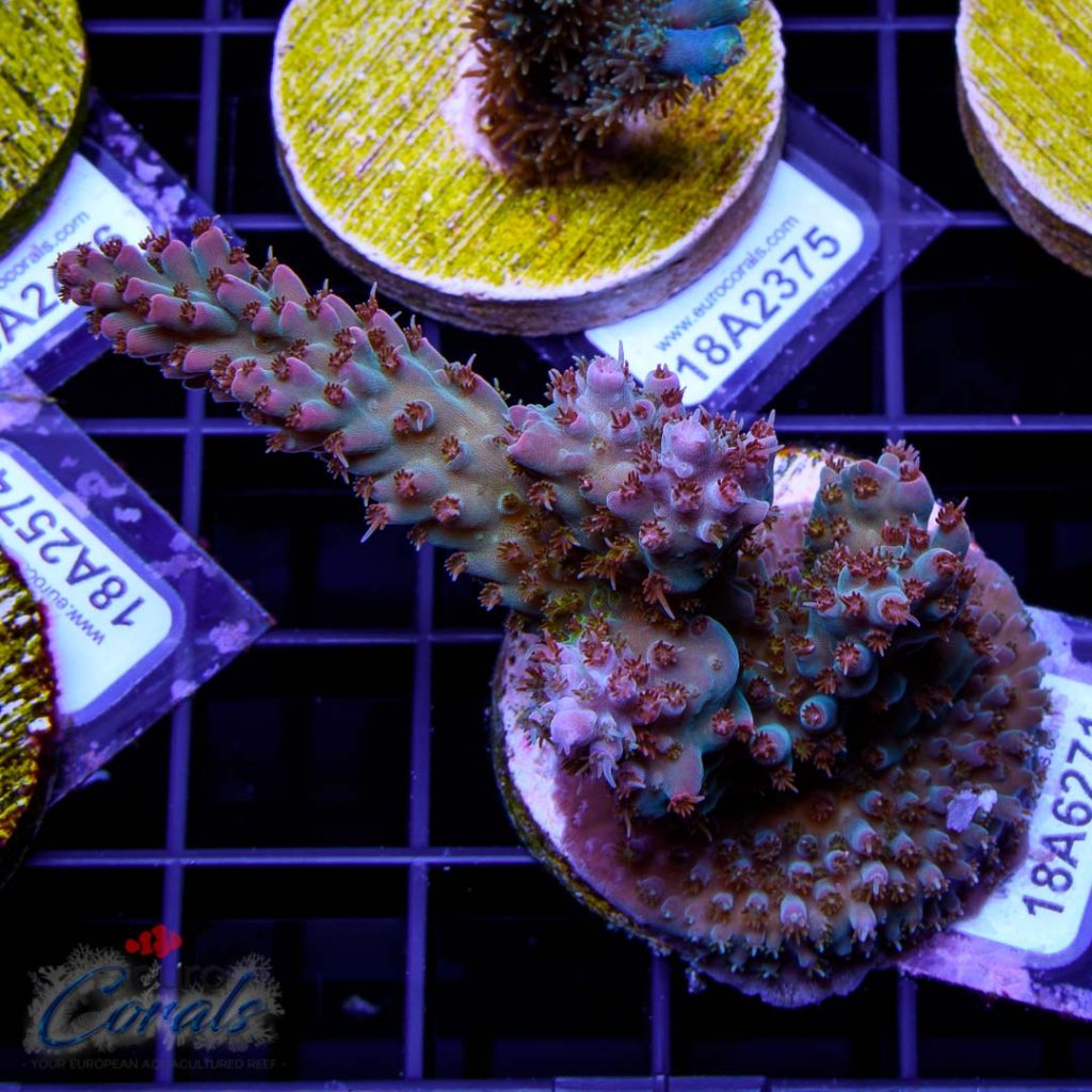 EC Rainbow Shortcake