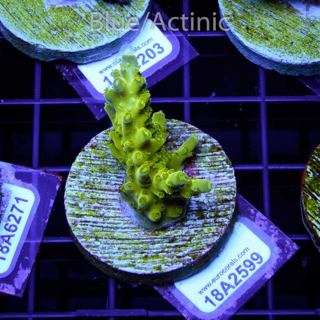 EC Luminous Glow Acro - Image 2