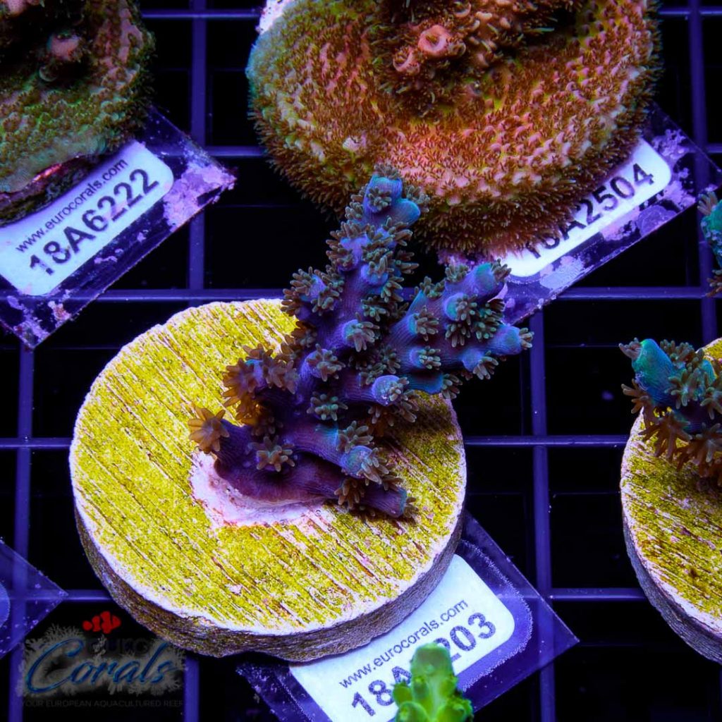 EC Akil’s Blue Flame Acro