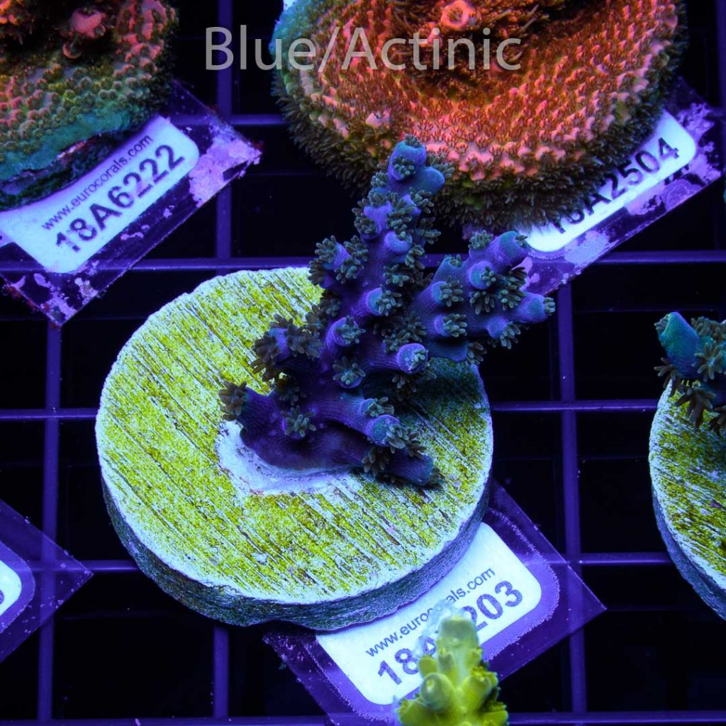 EC Akil’s Blue Flame Acro - Image 2