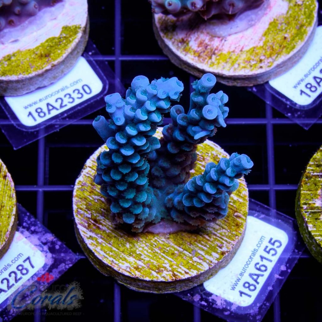 EC Super Blue Papa Smurf