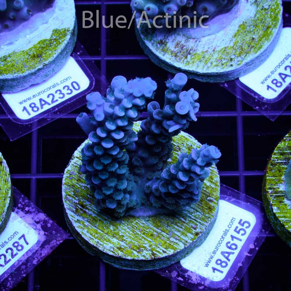 EC Super Blue Papa Smurf - Image 2