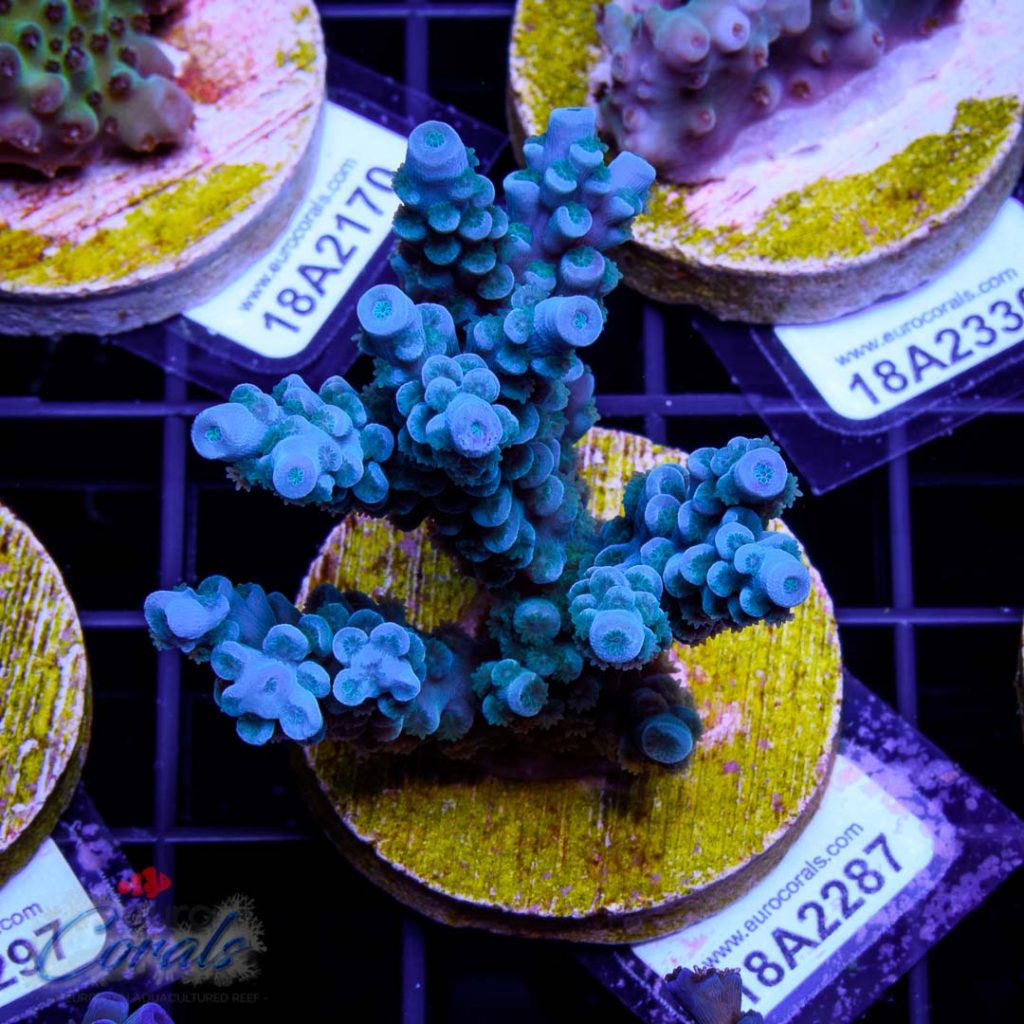 EC Super Blue Papa Smurf
