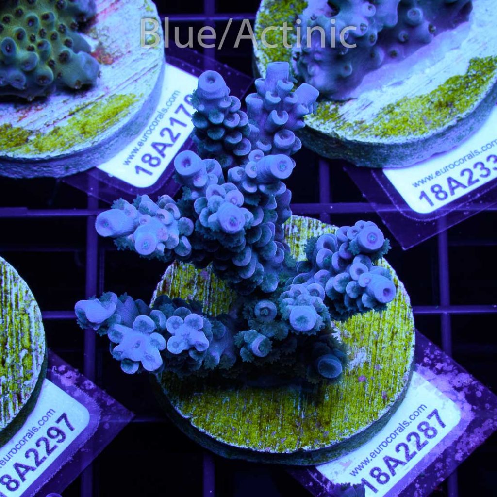 EC Super Blue Papa Smurf - Image 2