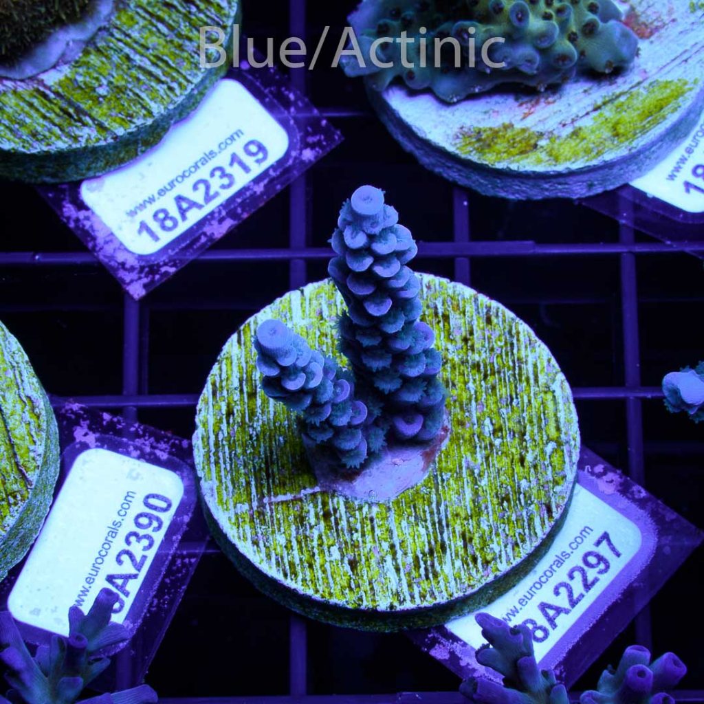 EC Super Blue Papa Smurf - Image 2