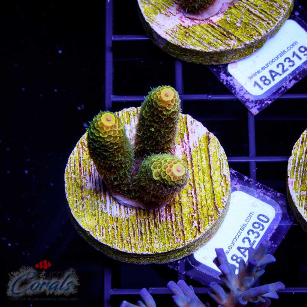 EC Akil’s Crazzy Banana Mille