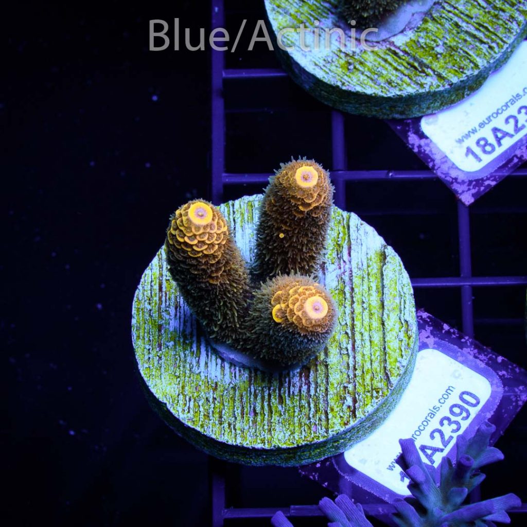 EC Akil’s Crazzy Banana Mille - Image 2