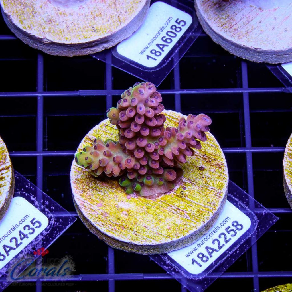 EC Akil's Rainbow Purple Pills