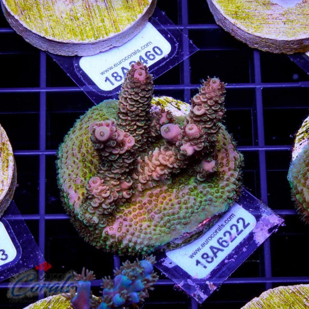 EC Sun God Prostrata