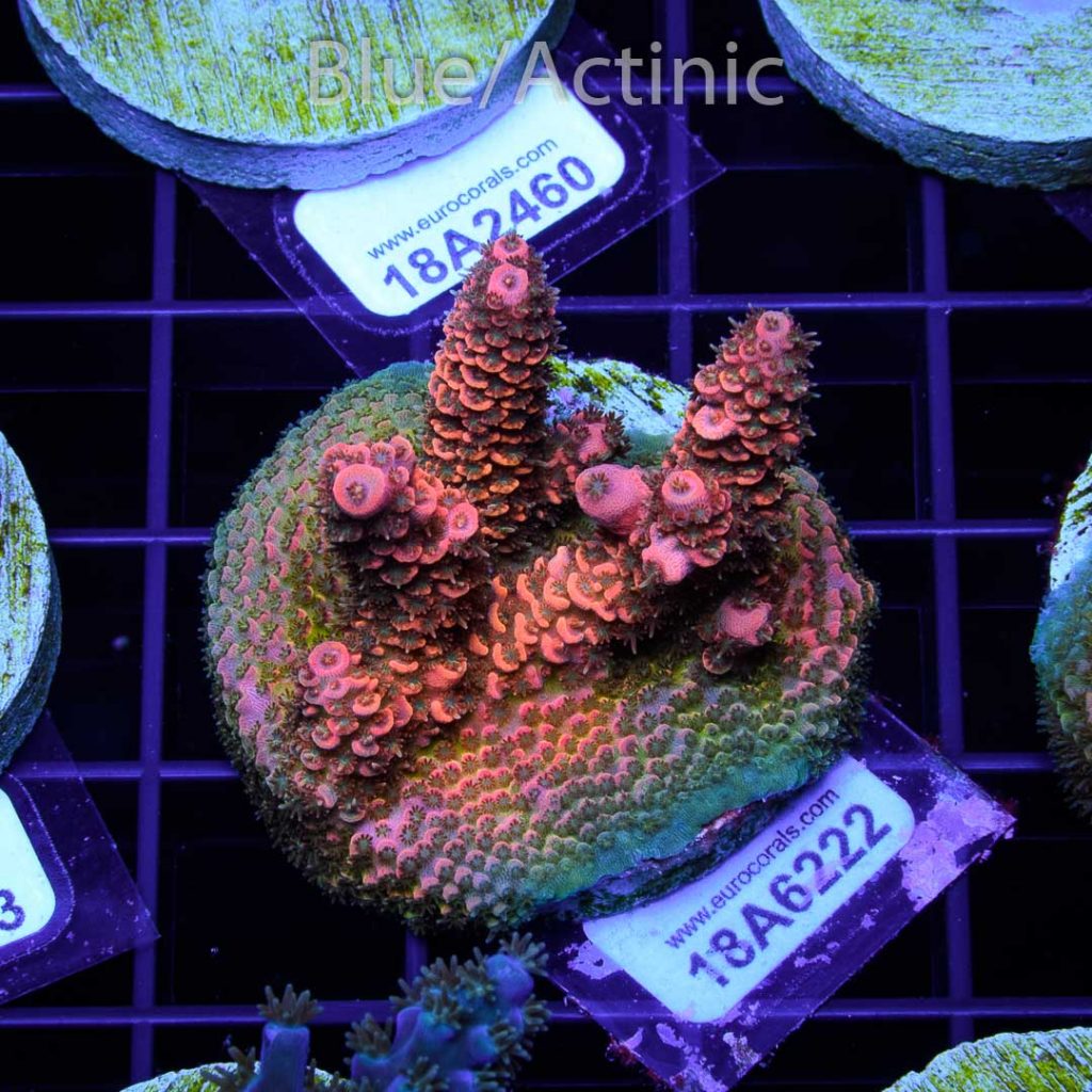 EC Sun God Prostrata - Image 2