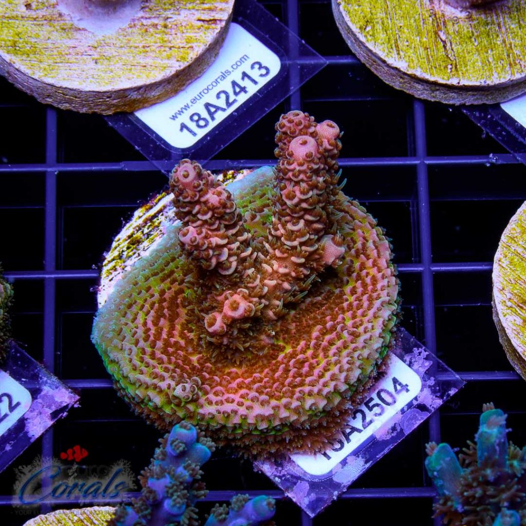 EC Sun God Prostrata