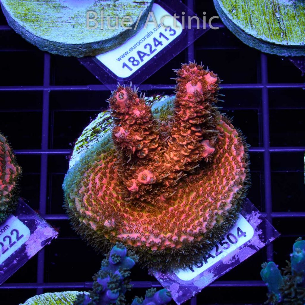EC Sun God Prostrata - Image 2