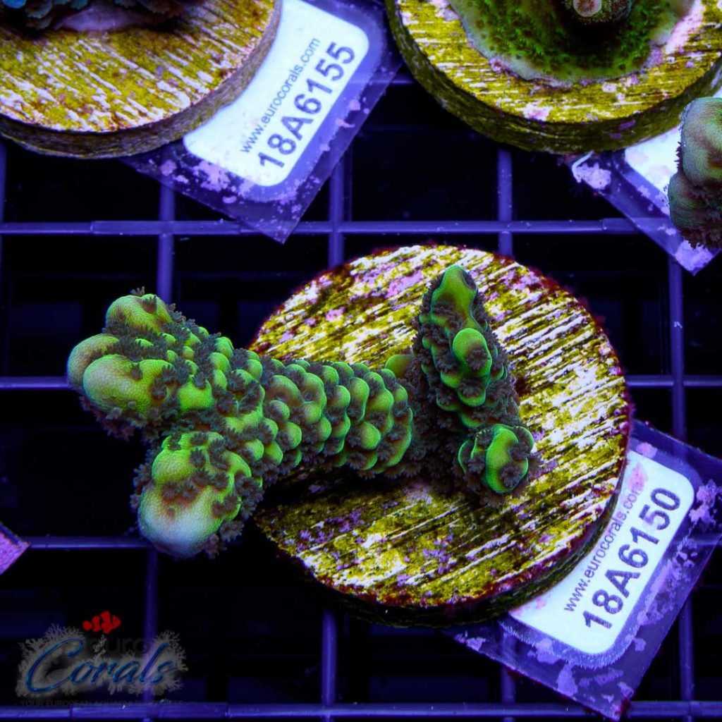 EC Slimeball Setosa