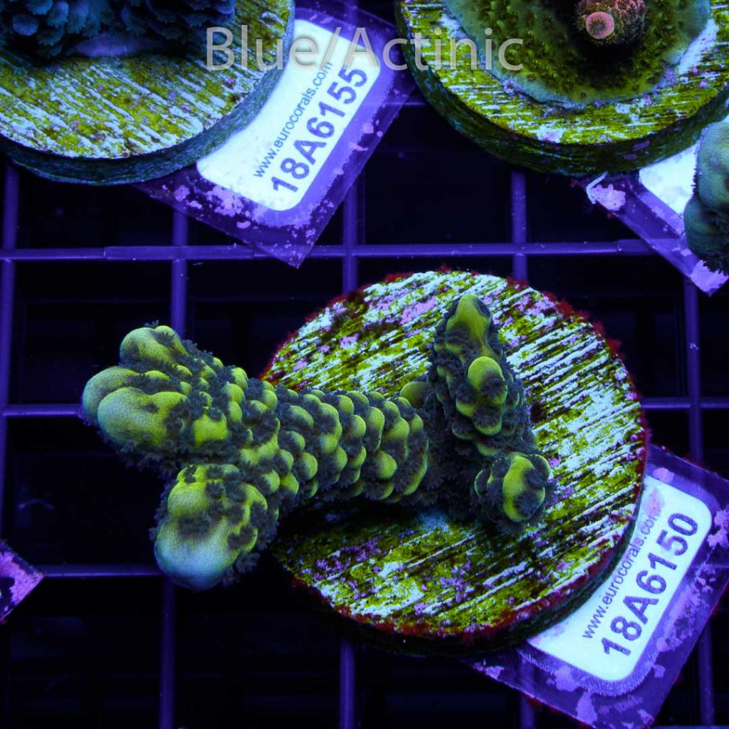 EC Slimeball Setosa - Imagen 2