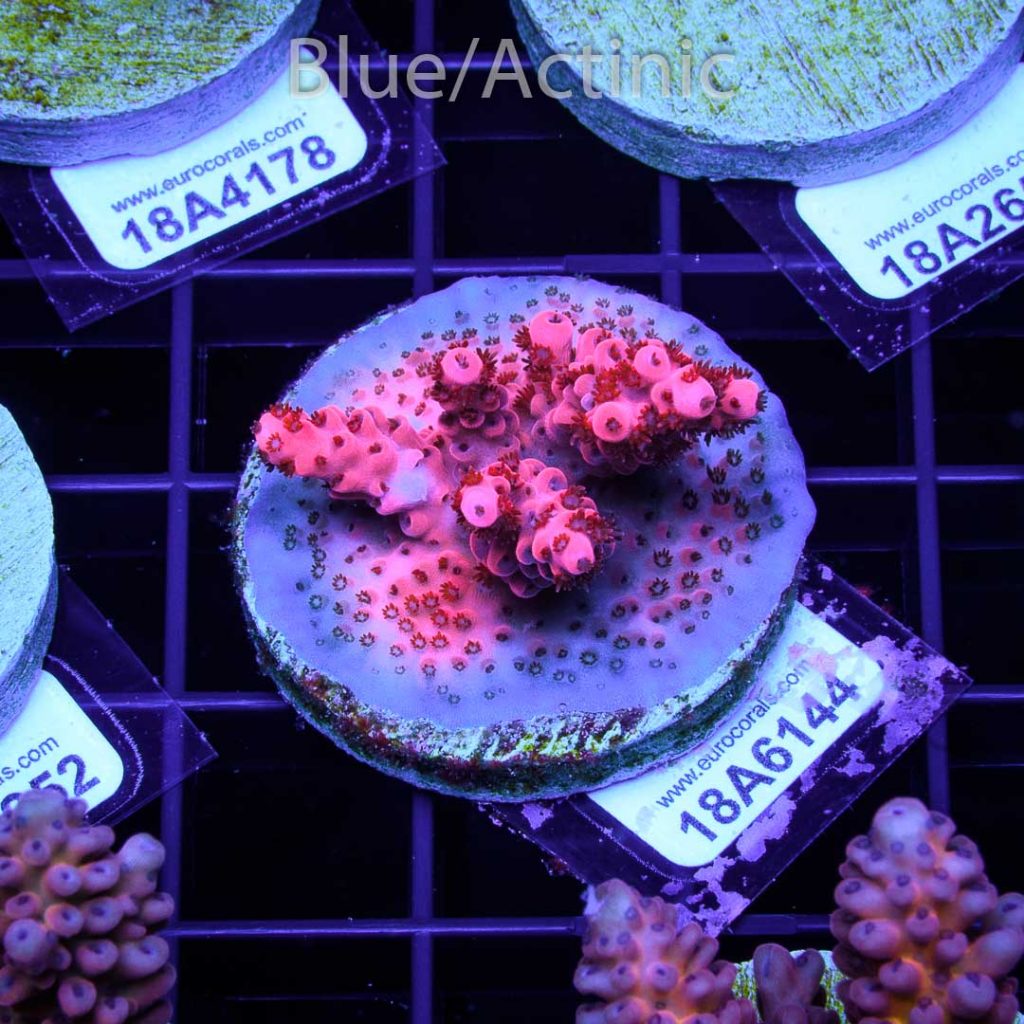 EC Super Red Table Acro - Image 2
