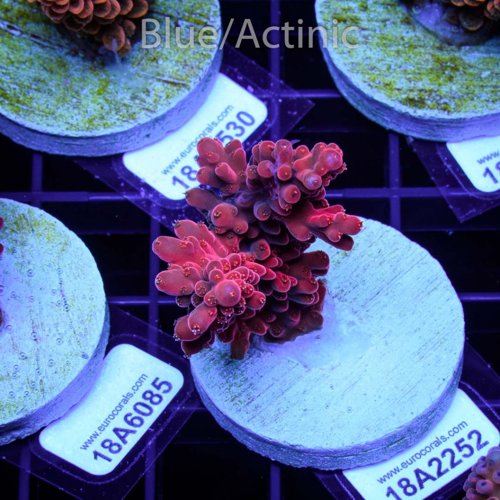 EC Akil's Cherry Blossom Acro - Image 2