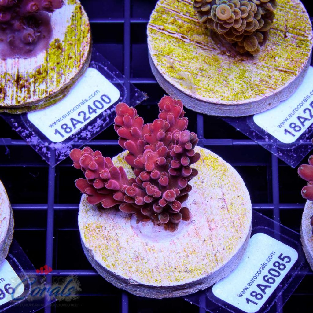 EC Akil's Cherry Blossom Acro
