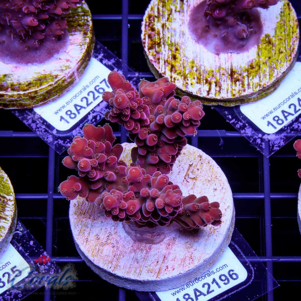 EC Akil's Cherry Blossom Acro