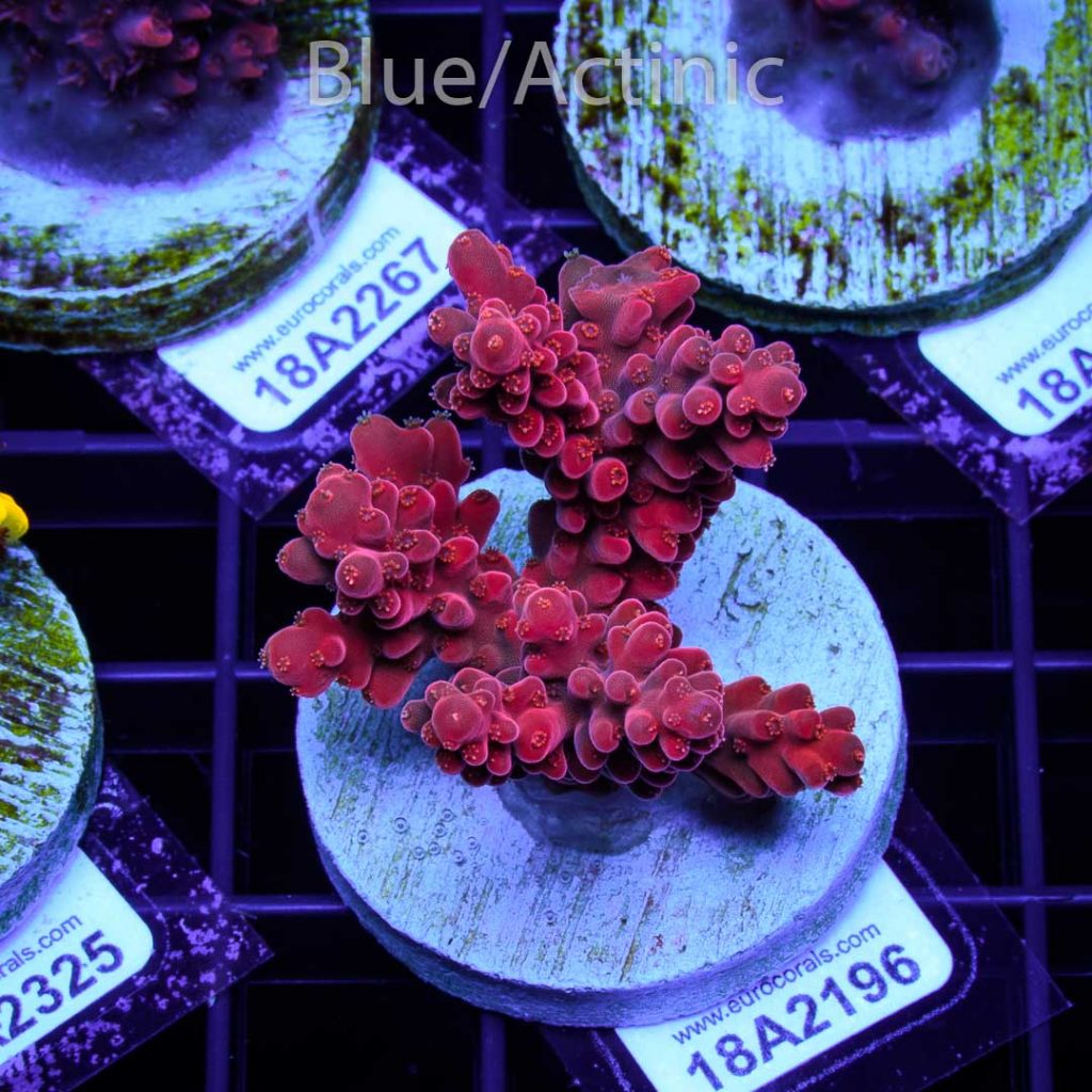 EC Akil's Cherry Blossom Acro - Image 2