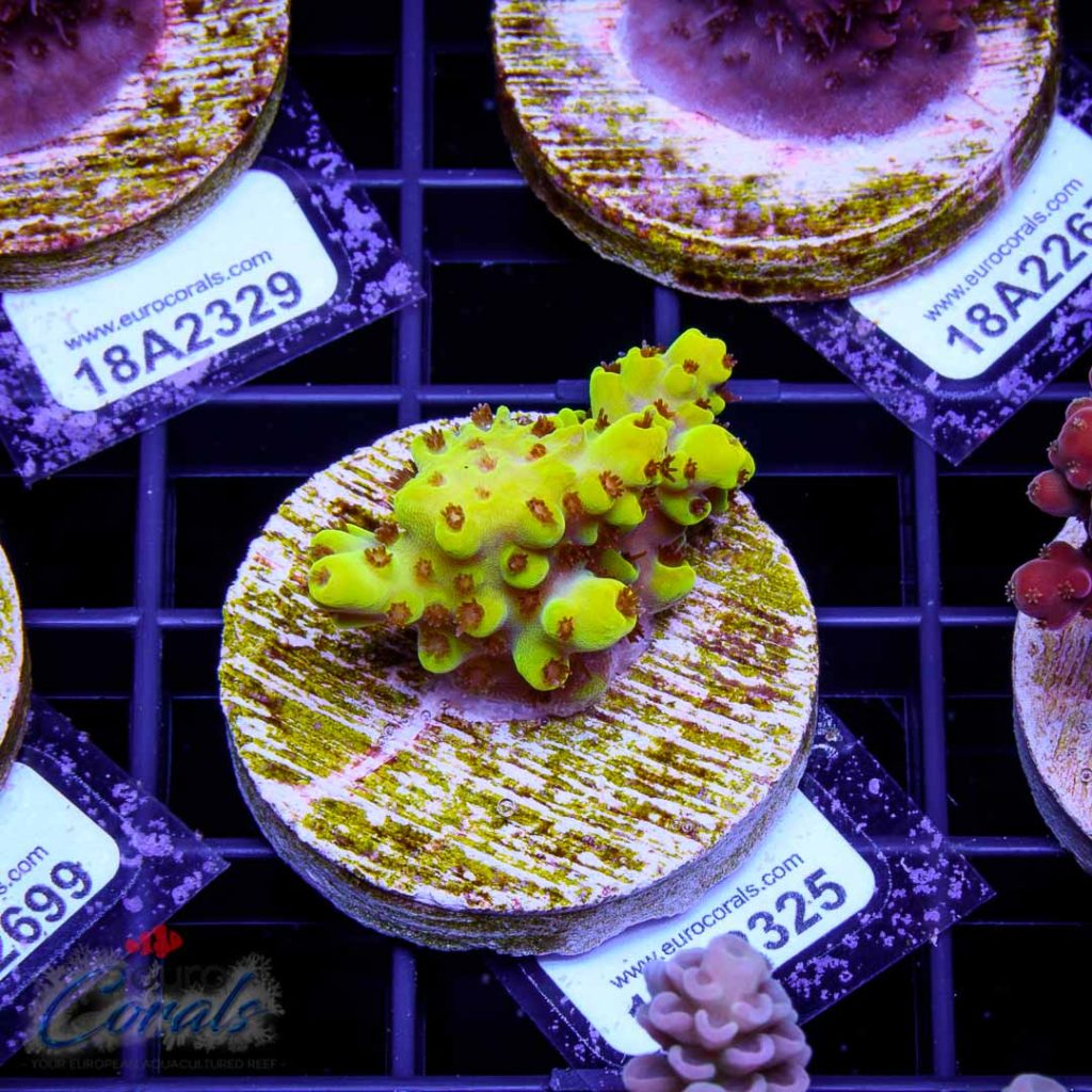EC Yellow Pikachu Red Polyps