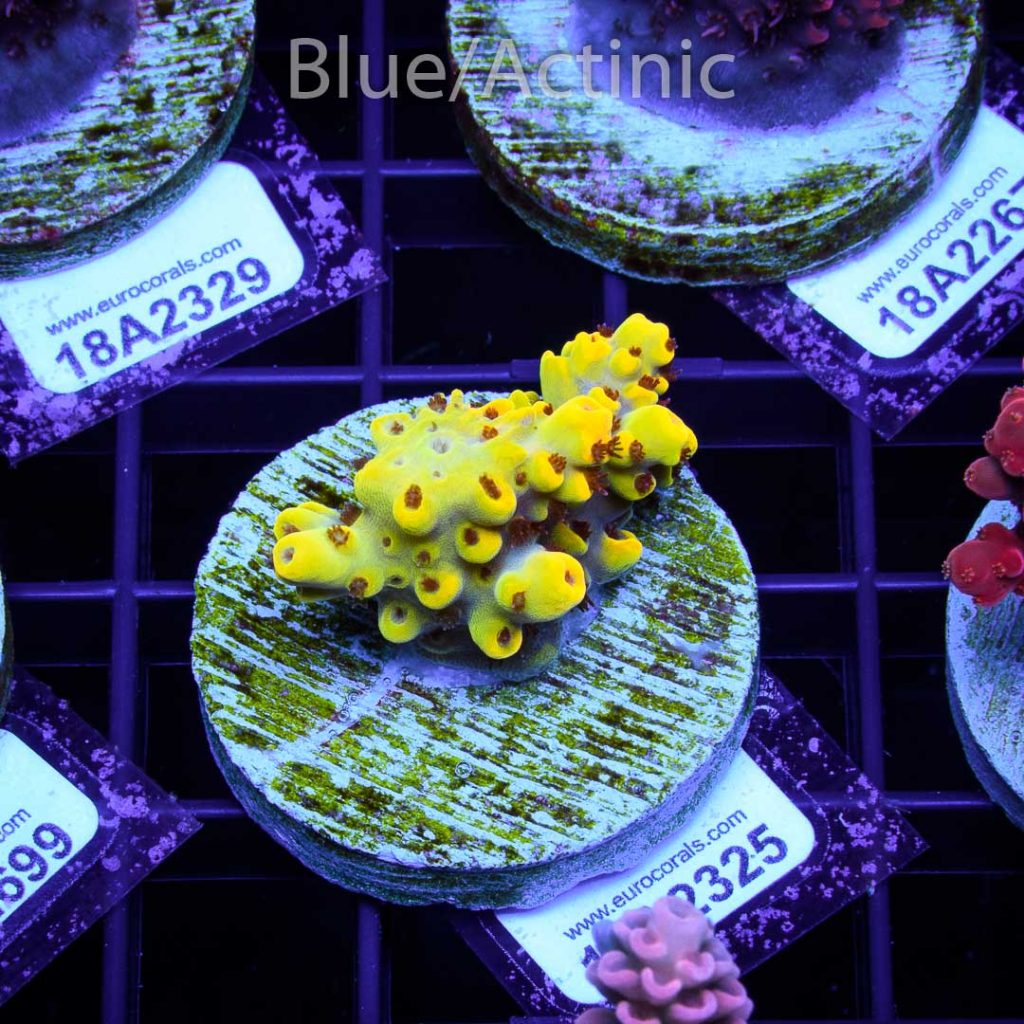 EC Yellow Pikachu Red Polyps - Image 2