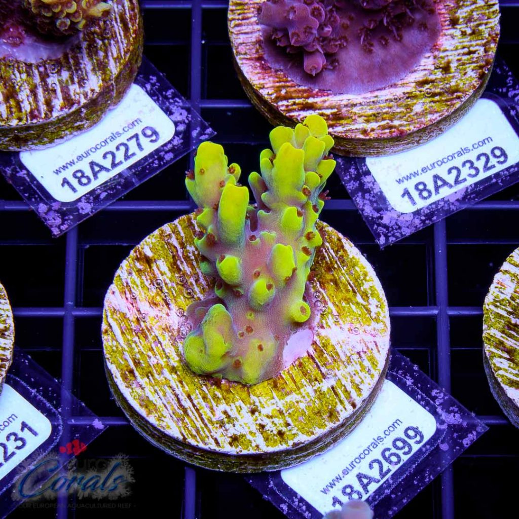 EC Yellow Pikachu Red Polyps