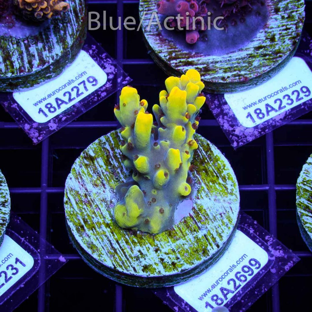 EC Yellow Pikachu Red Polyps - Image 2