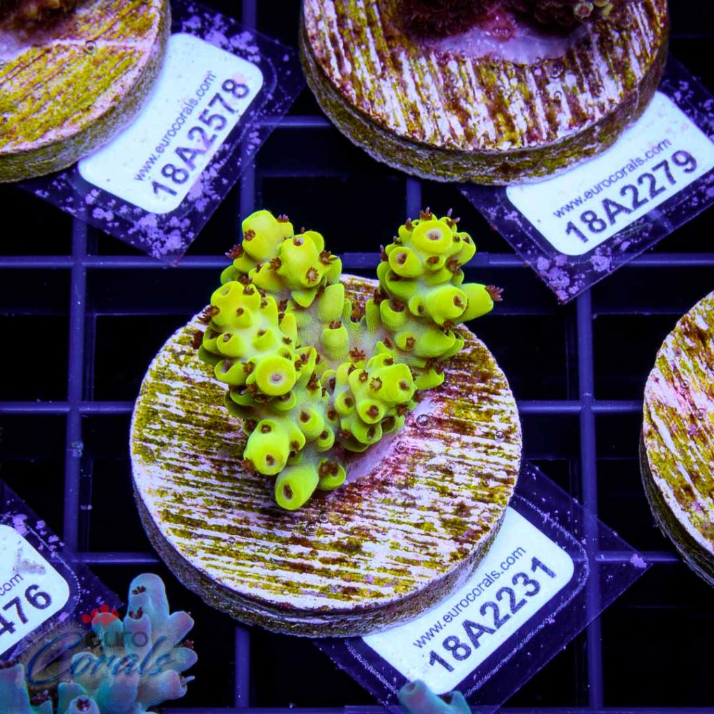 EC Yellow Pikachu Red Polyps