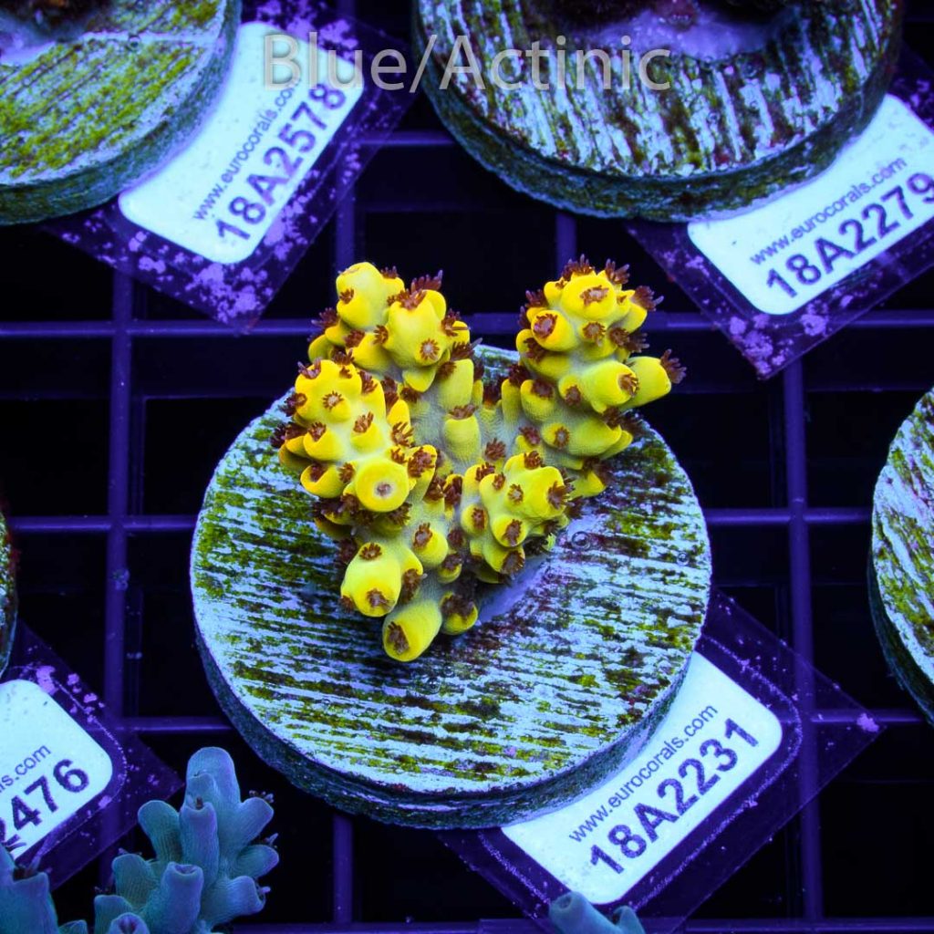 EC Yellow Pikachu Red Polyps - Image 2