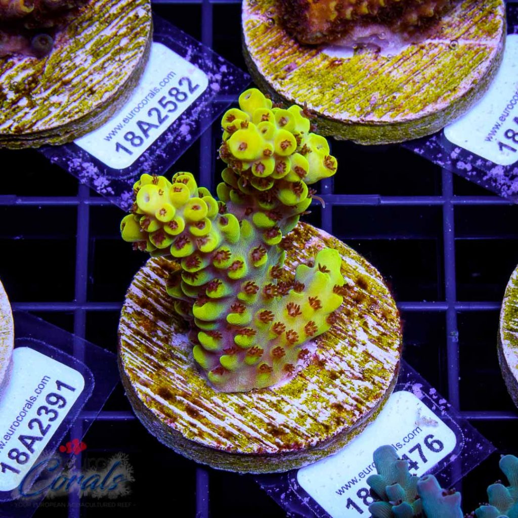 EC Yellow Pikachu Red Polyps