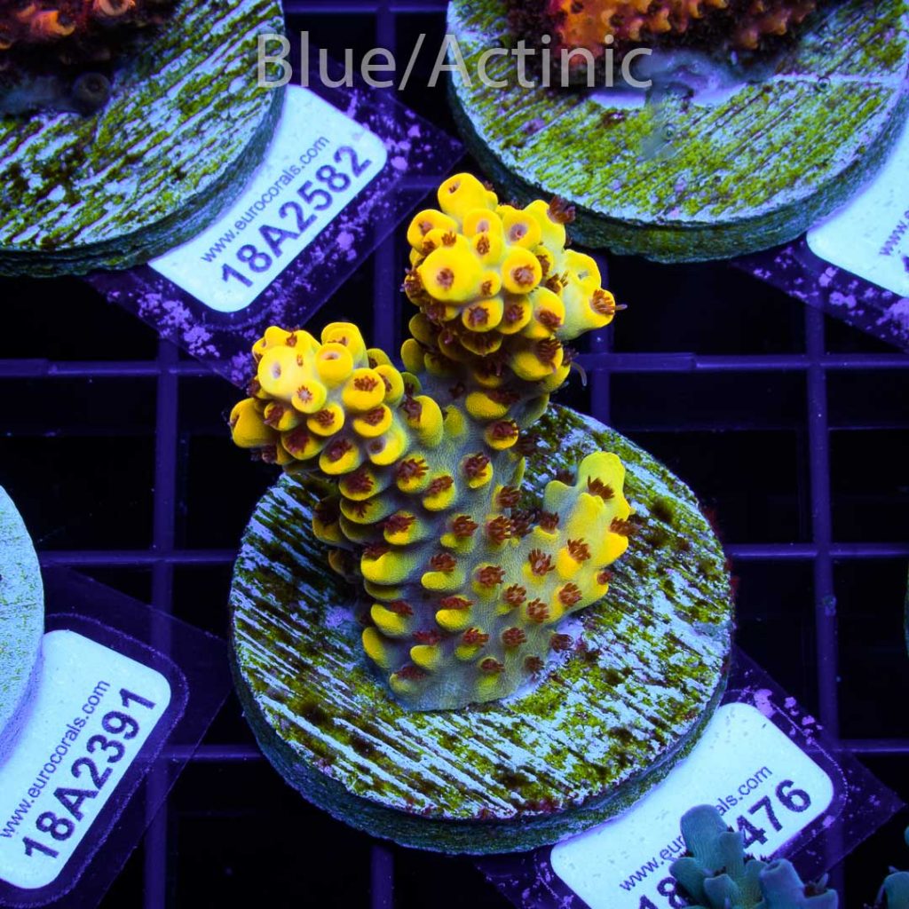 EC Yellow Pikachu Red Polyps - Image 2