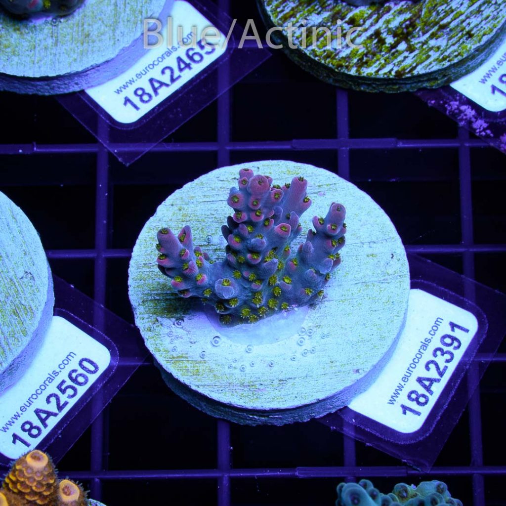 EC Akil's Pandora Dreams Berry - Image 2