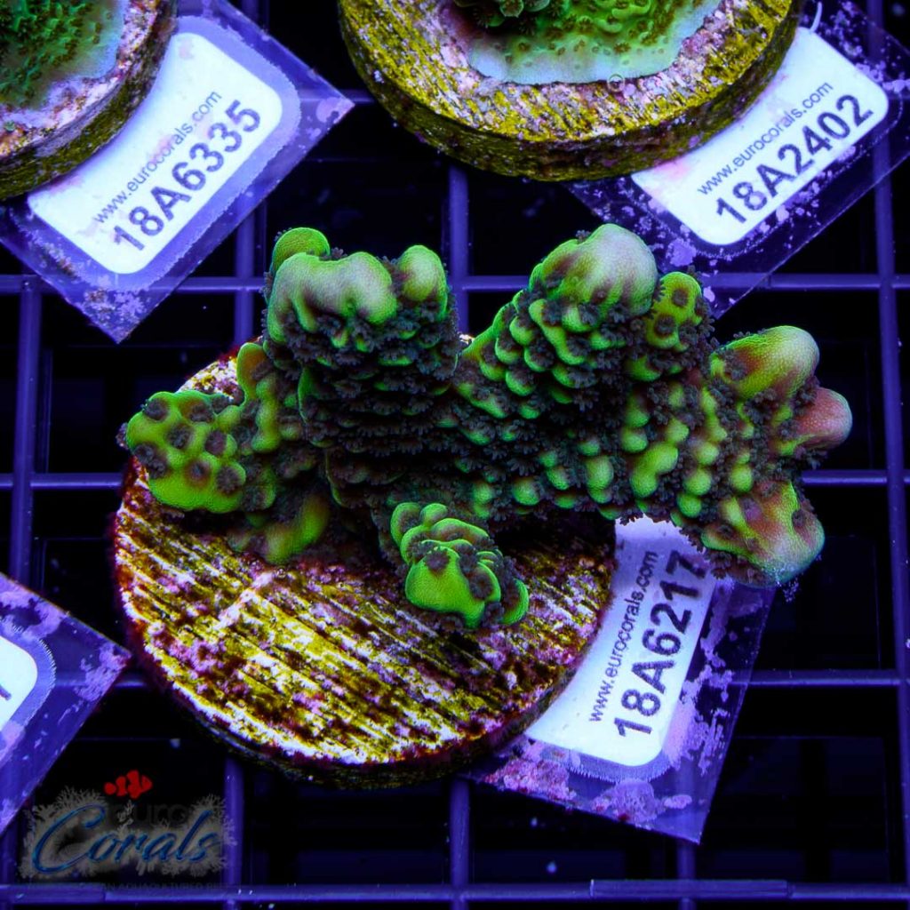 EC Slimeball Setosa