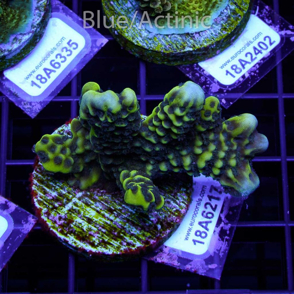 EC Slimeball Setosa - Image 2