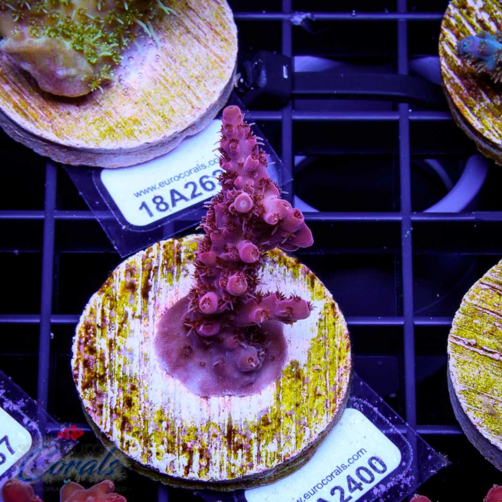 EC Akil’s Red Diablo Acro