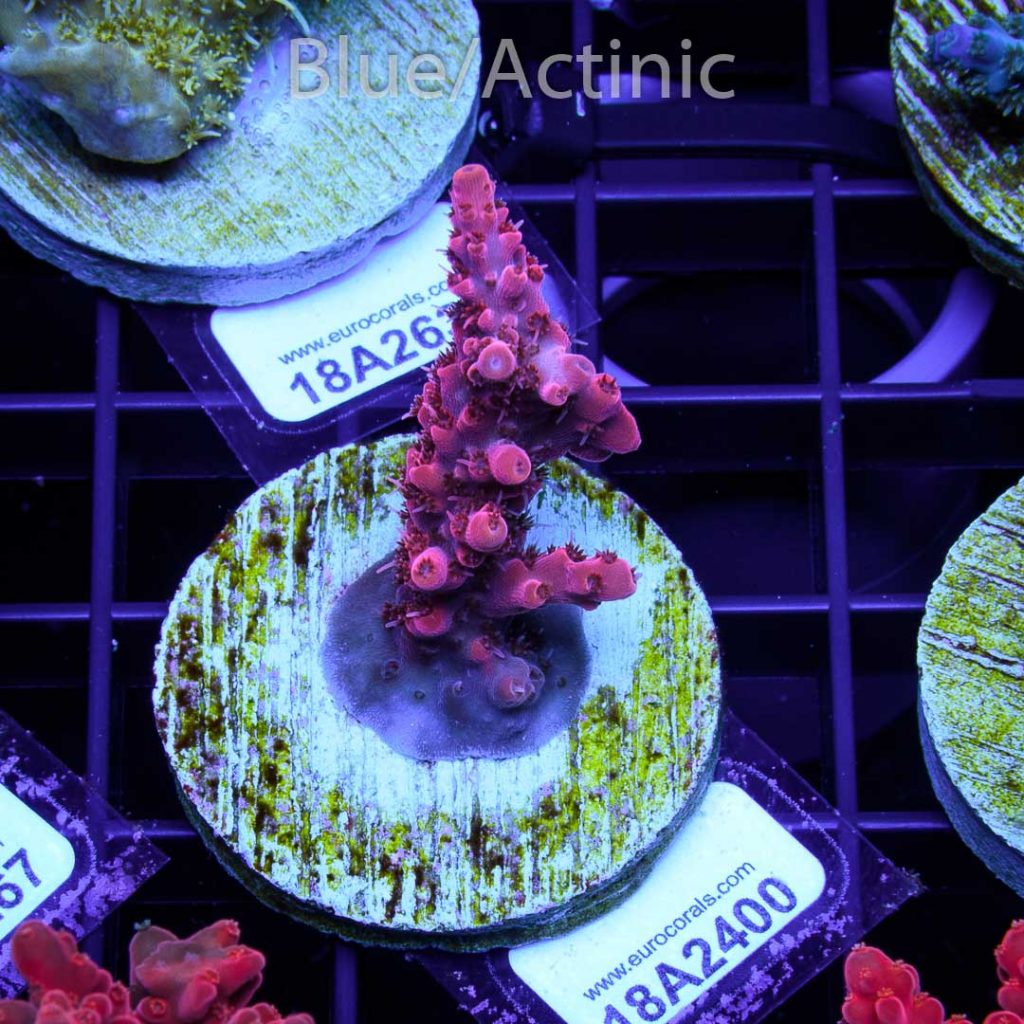 EC Akil’s Red Diablo Acro - Image 2