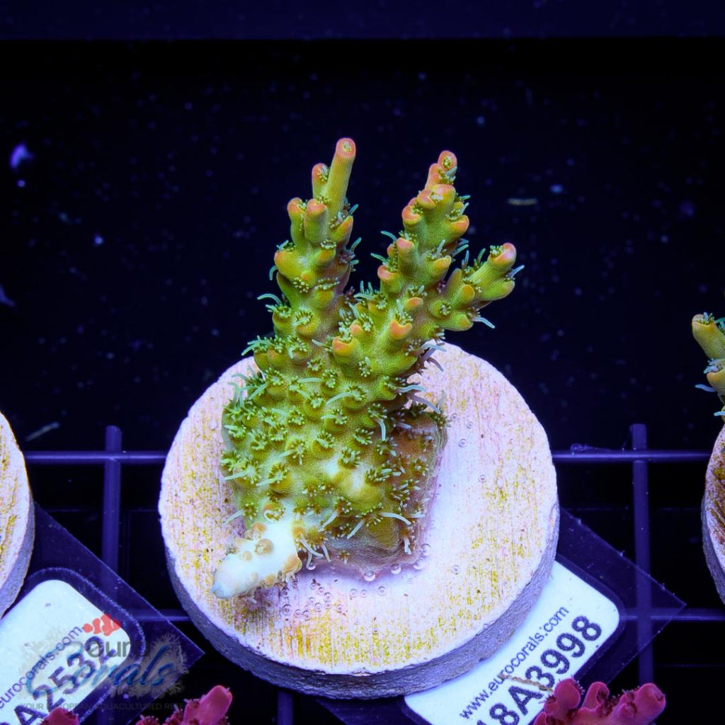 EC Heart Of The Sea Acro