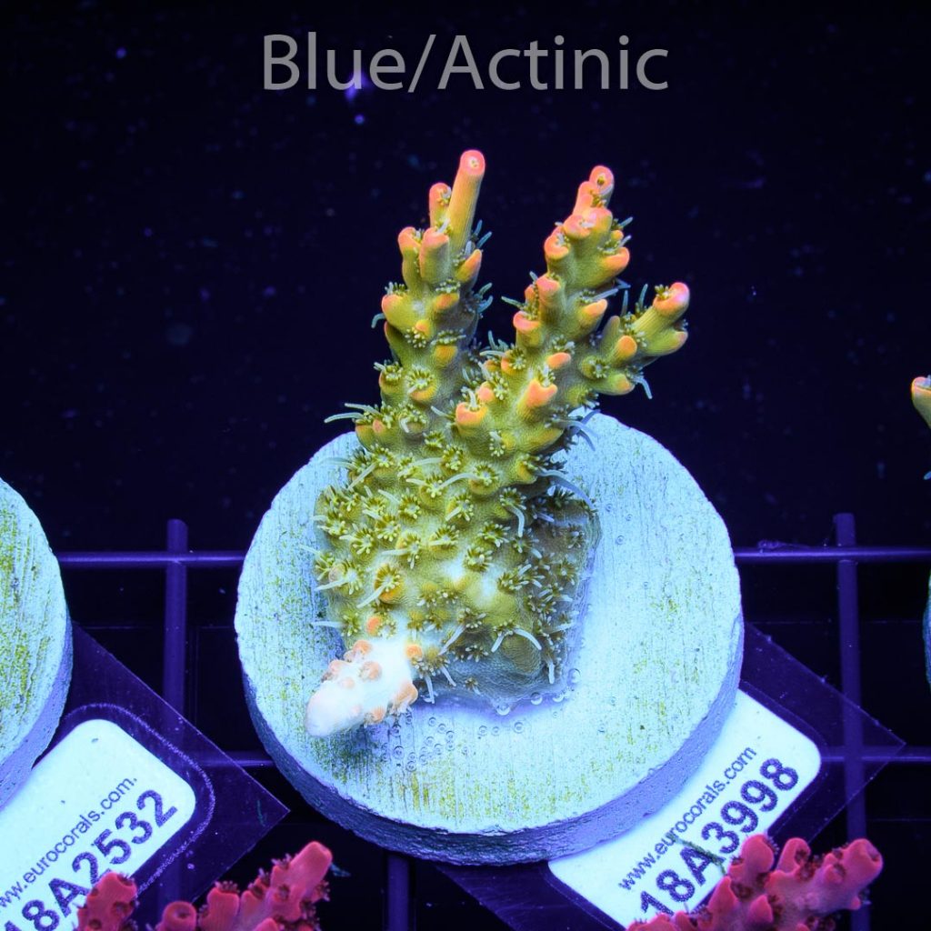 EC Heart Of The Sea Acro - Image 2