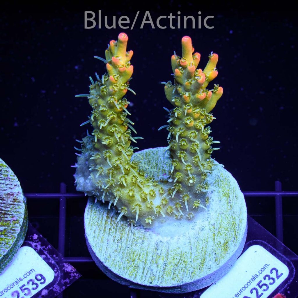 EC Heart Of The Sea Acro - Image 2