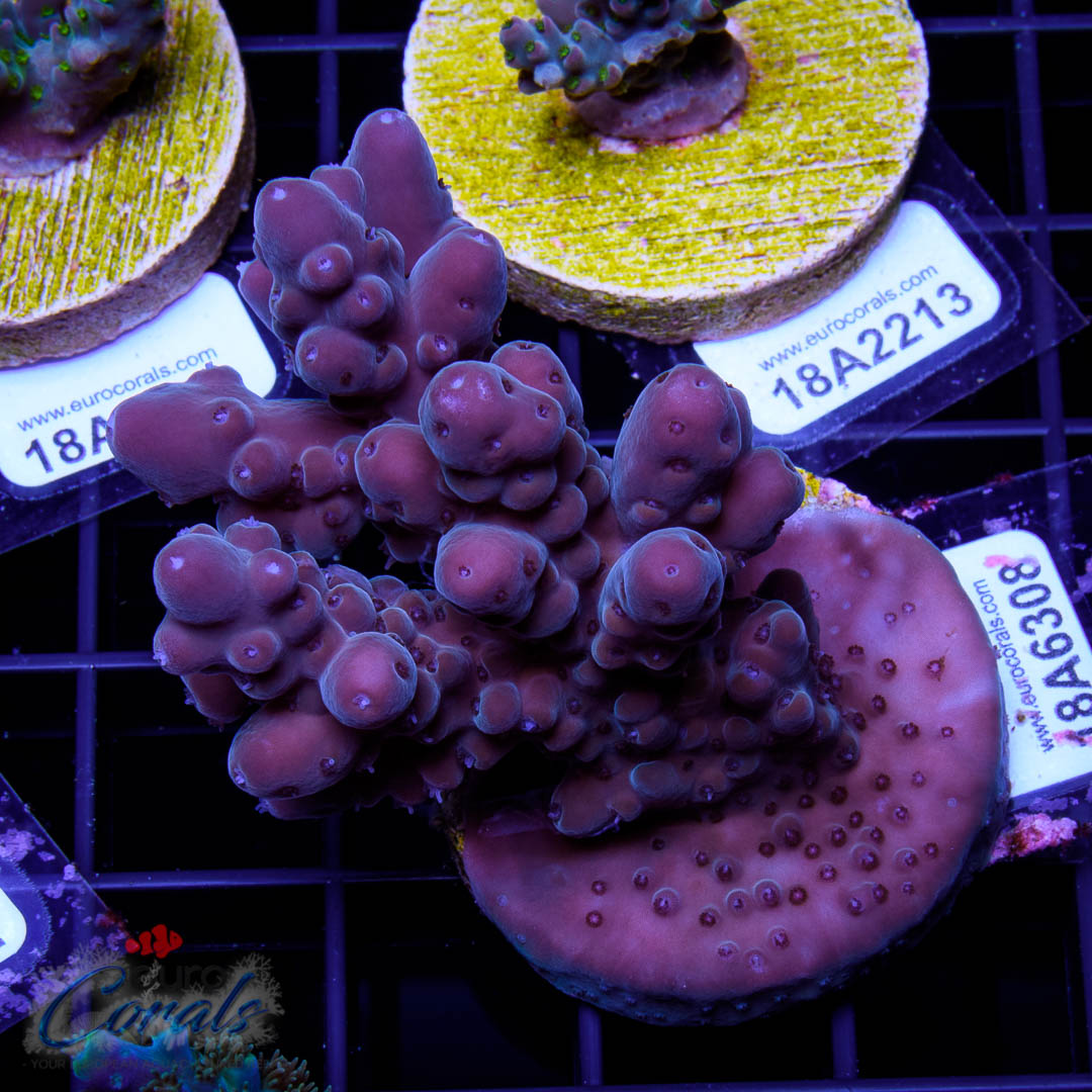 EC Purple Candle Acro Euro Corals