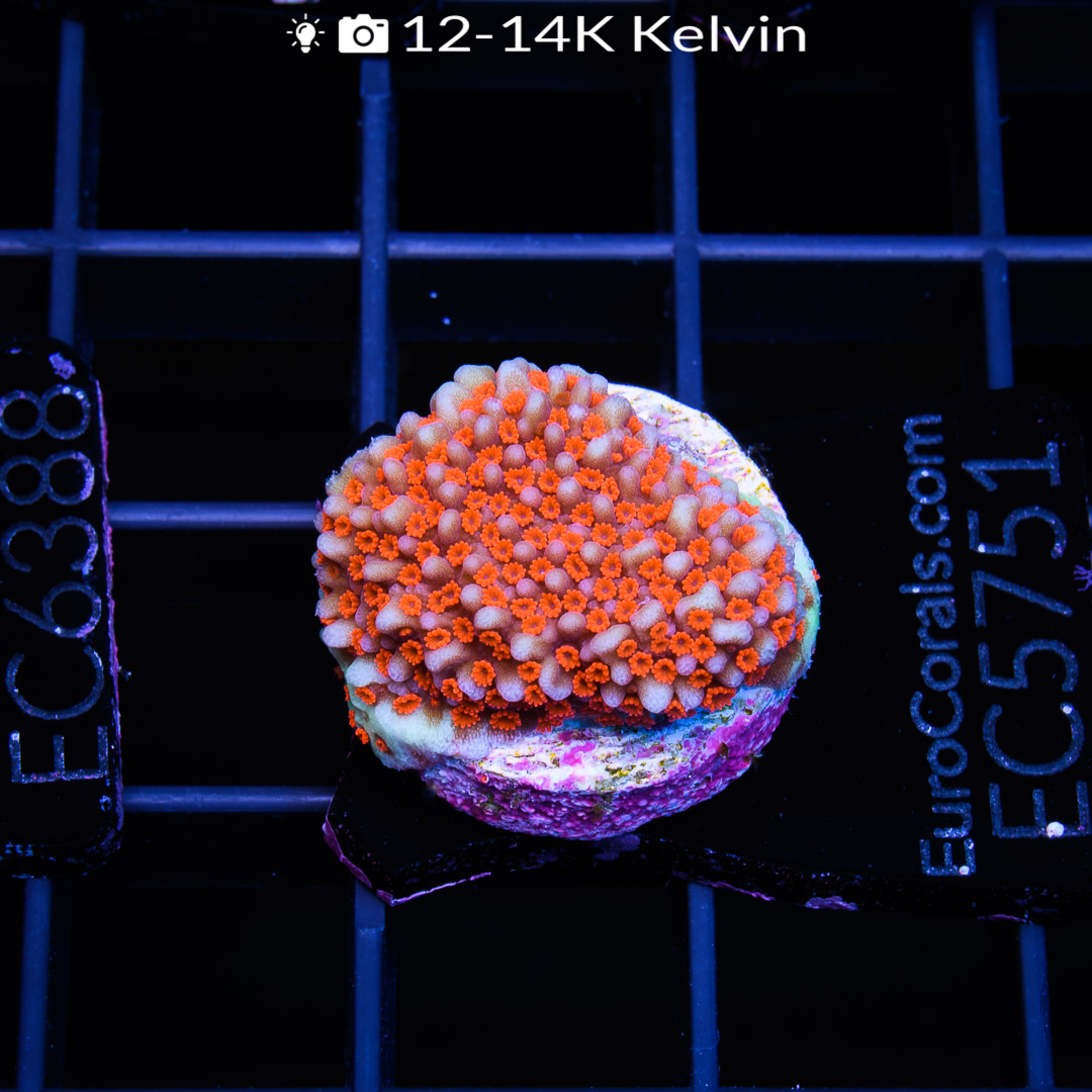 EC Aquaman Monti – Euro Corals