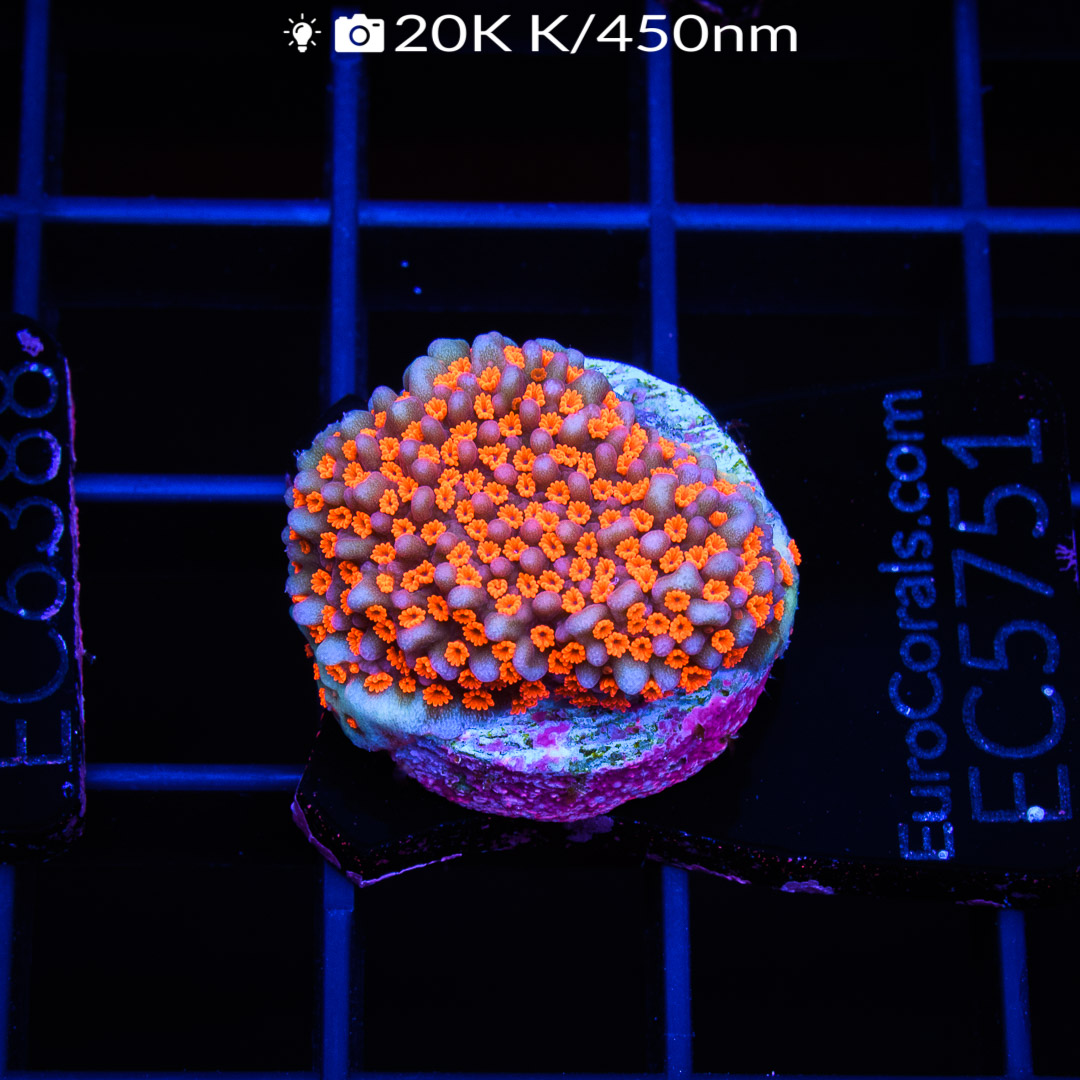 EC Aquaman Monti – Euro Corals