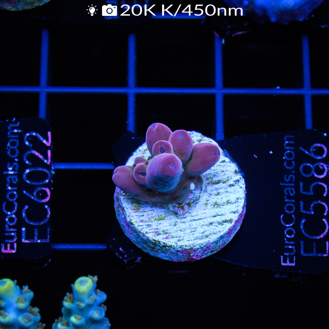 EC Purple Candle Acro Euro Corals