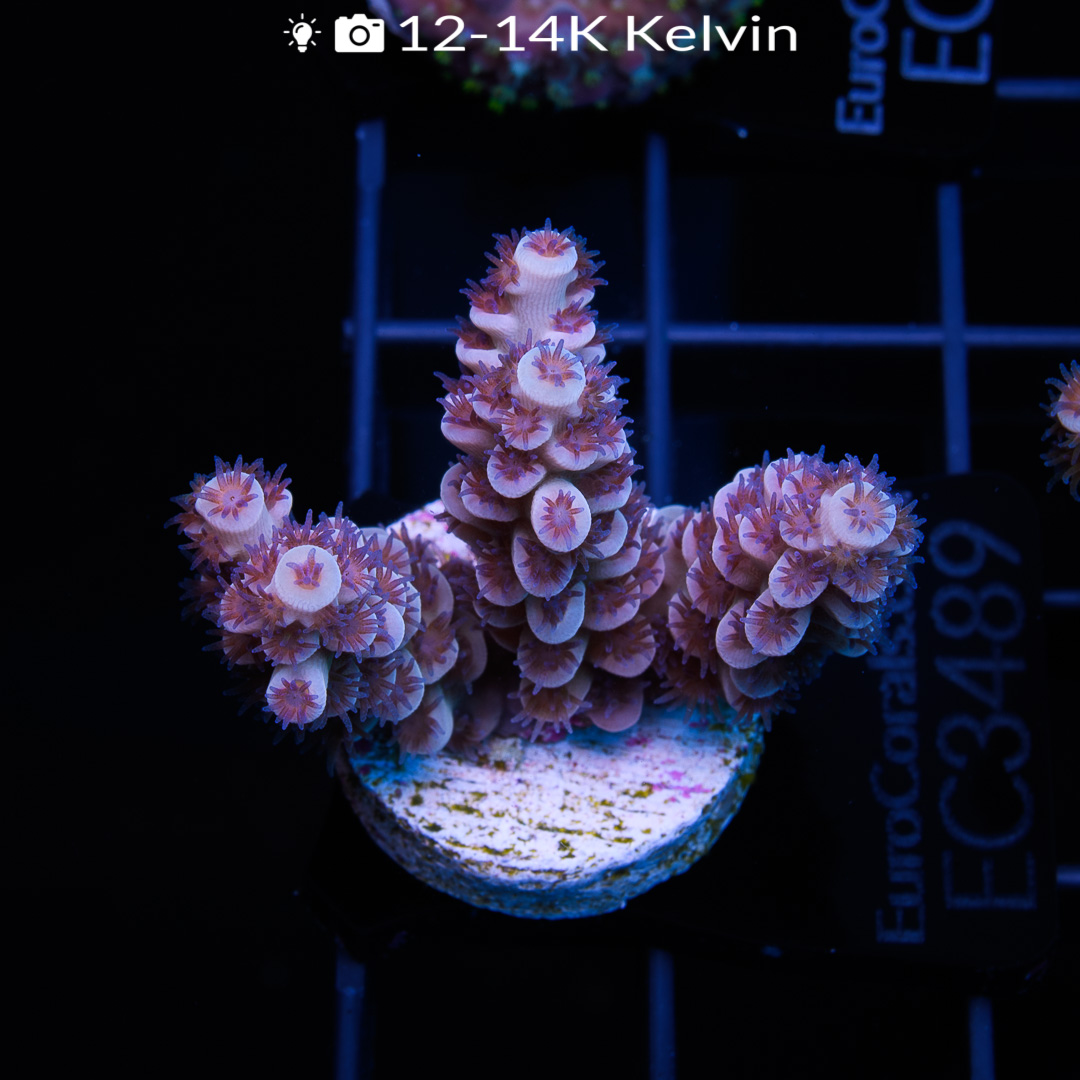 EC Cherry Bomb Acro Euro Corals