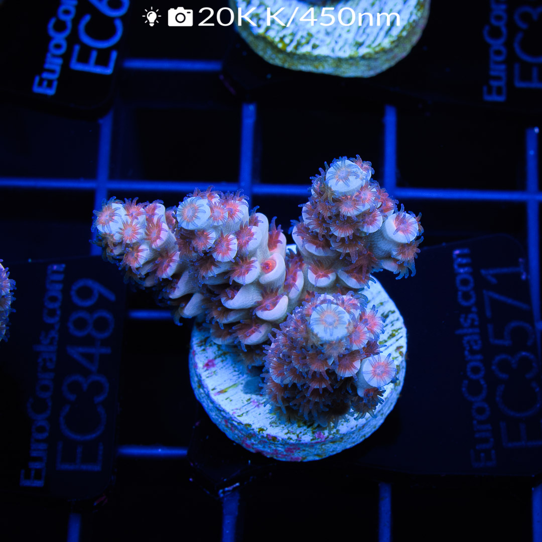 EC Cherry Bomb Acro Euro Corals