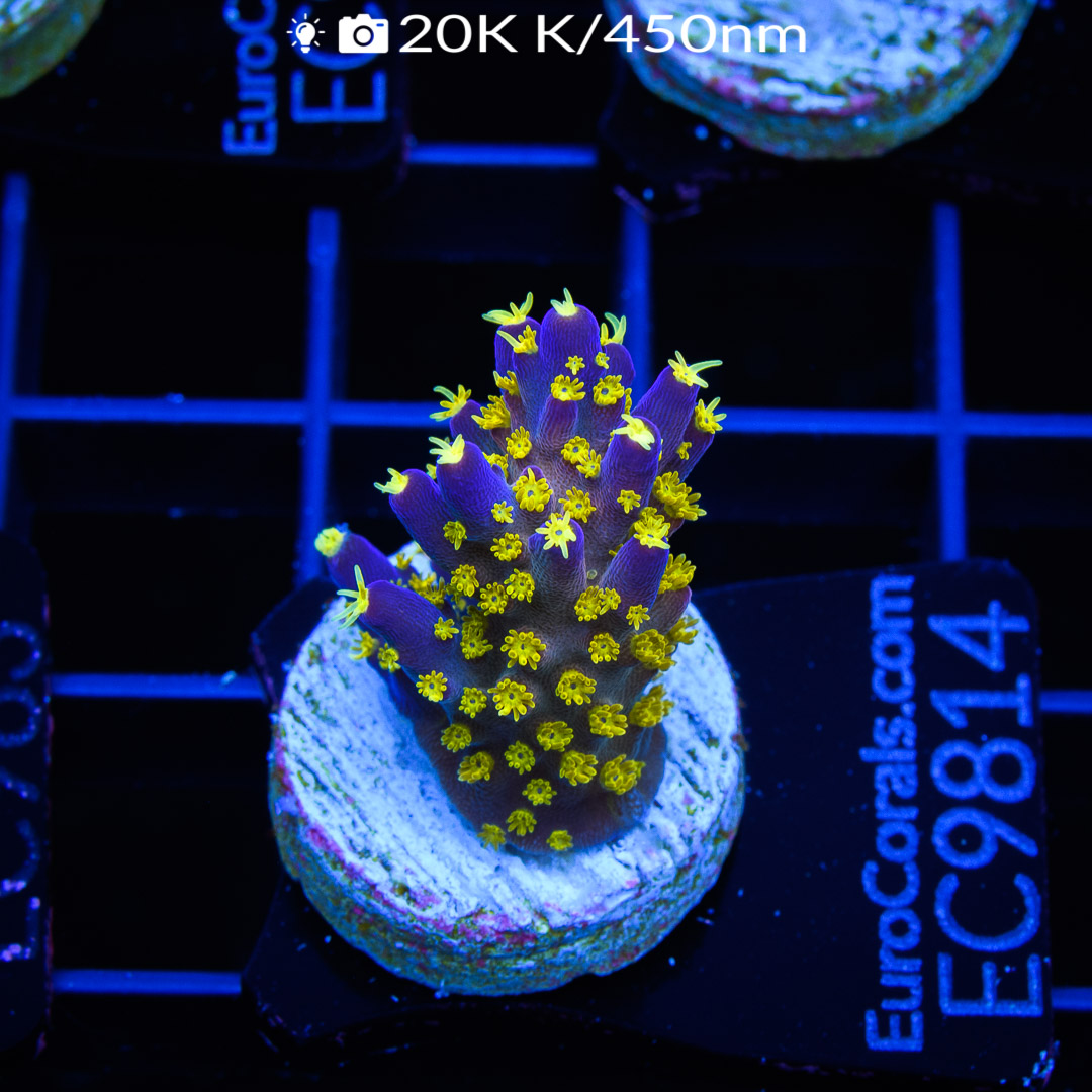 EC Blueberry Fields Acro Euro Corals